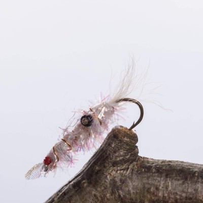 Pearl Bead Eye Shrimp